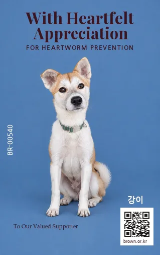 강이 카드 뒷면