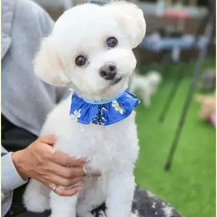 Bo Mi