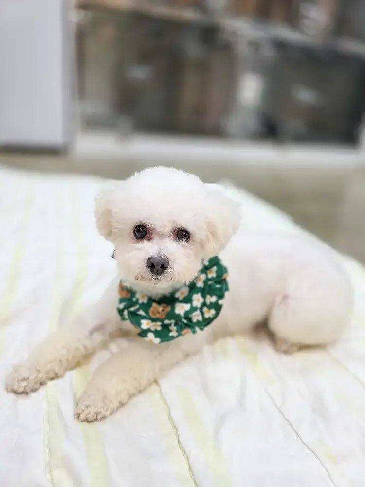 보미