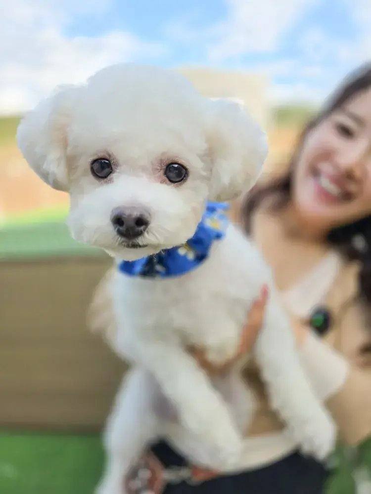 보미