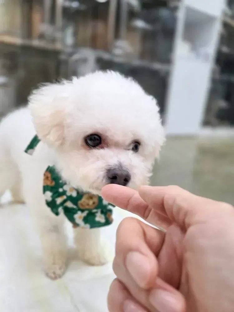 보미