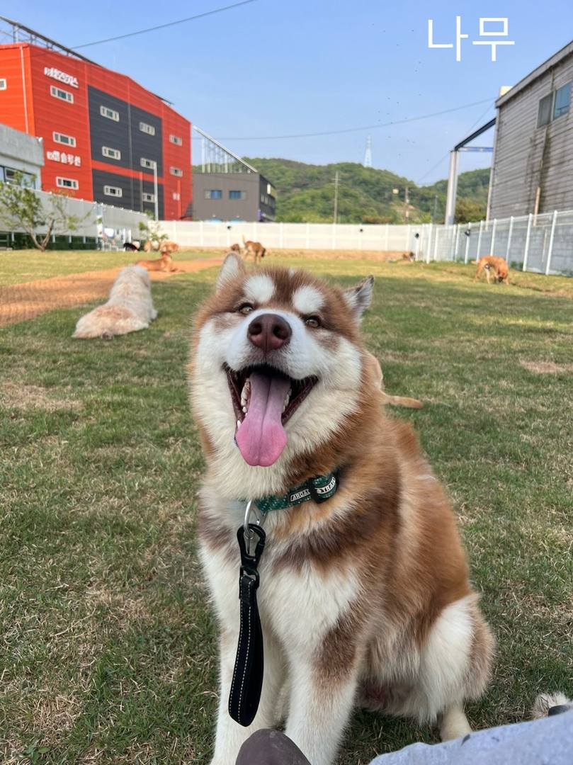나무