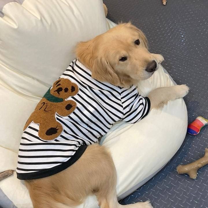 곰둥이