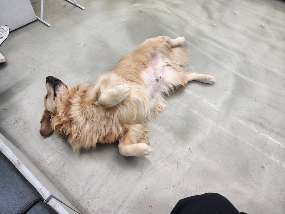 곰둥이
