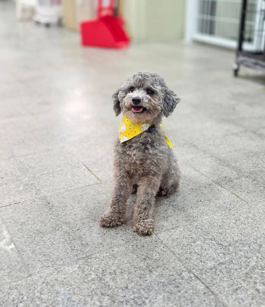 페블