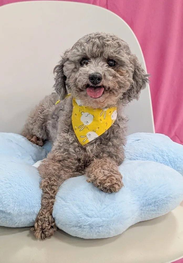 페블