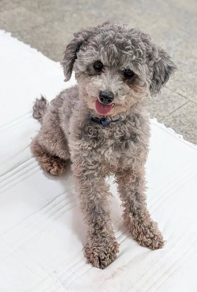 페블