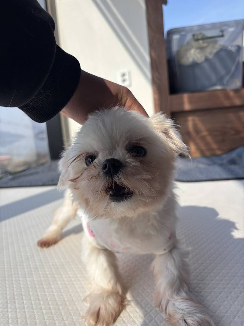 다솜