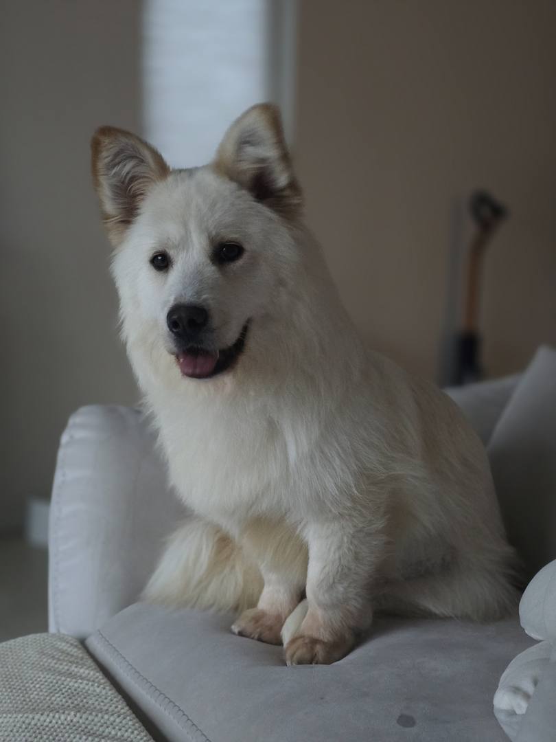 몰리