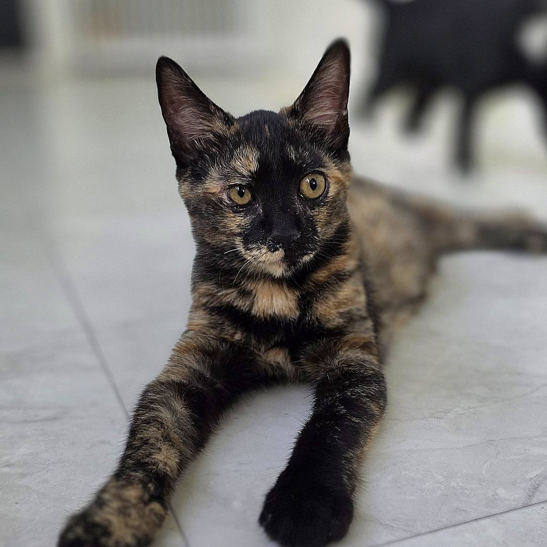 밤콩(고양이)