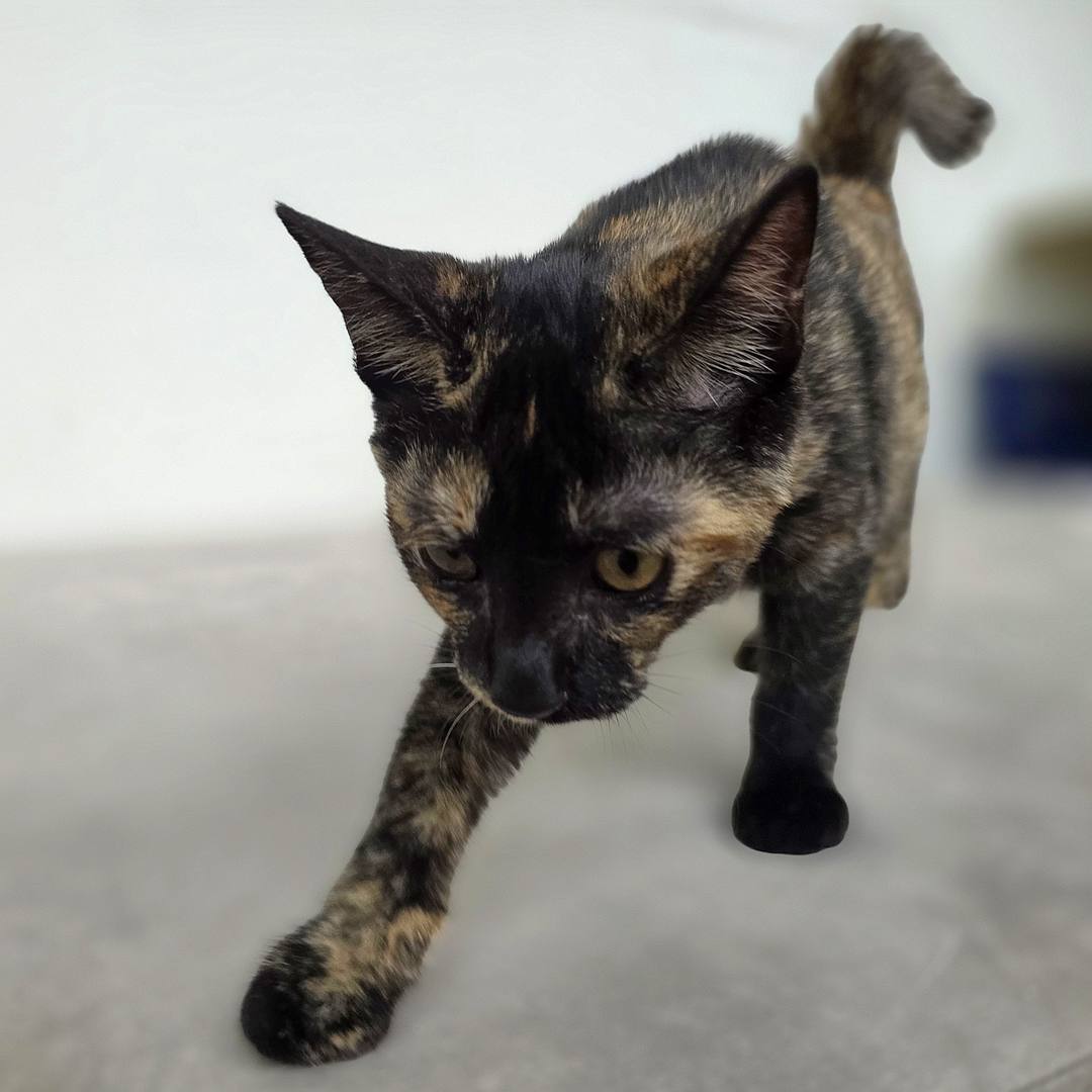 밤콩(고양이)