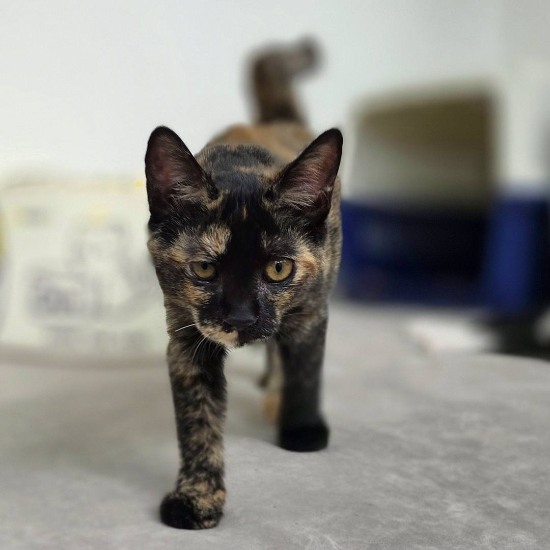 밤콩(고양이)