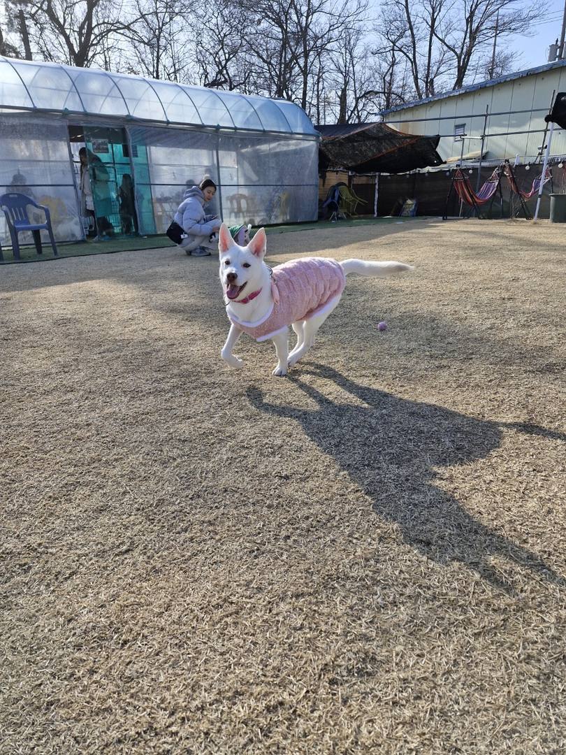 들레