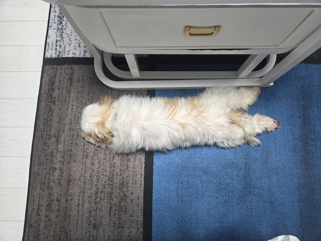 몽키