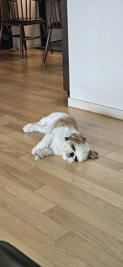 노아