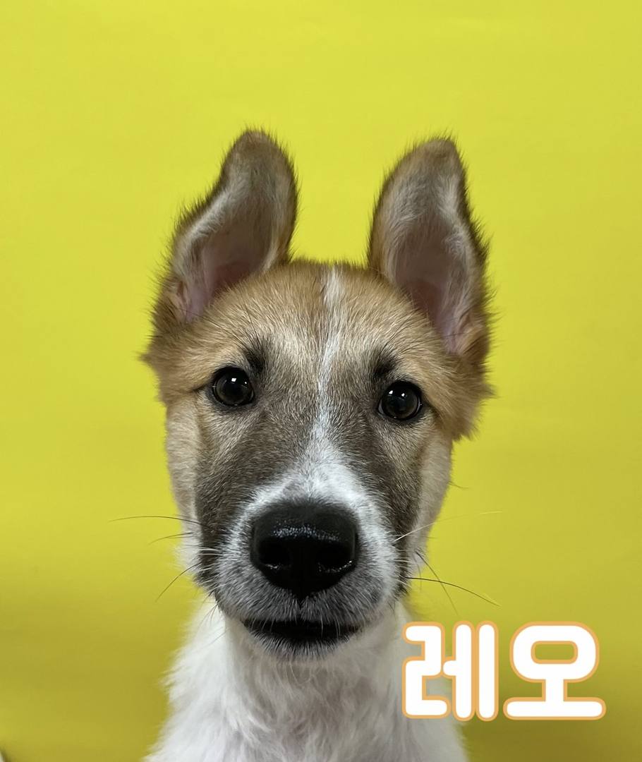 레오