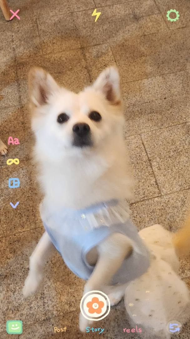하양이