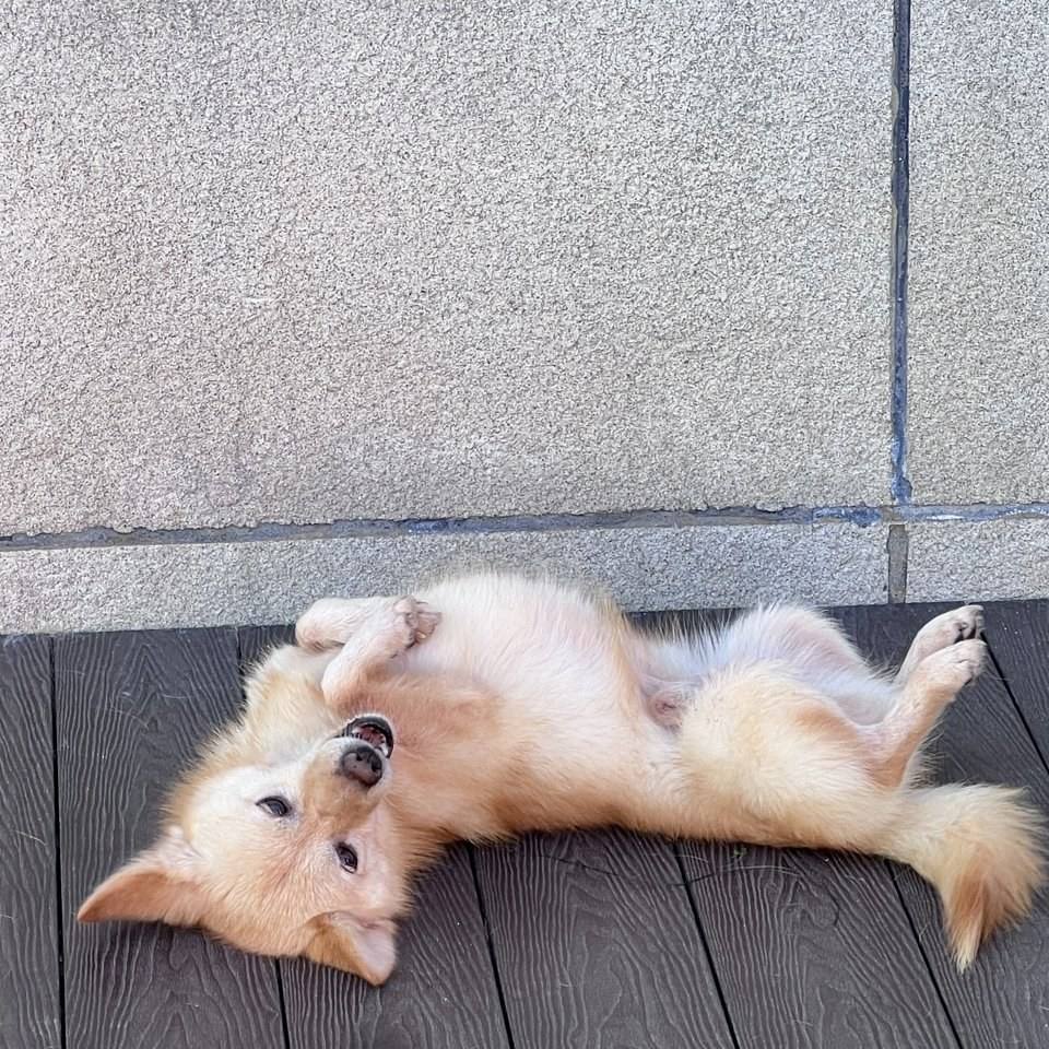 태양이
