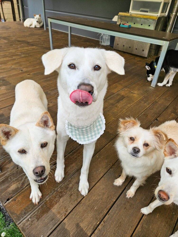 루비