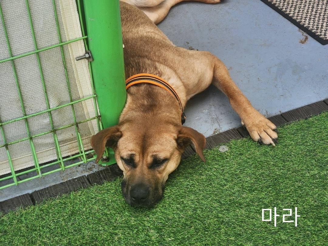 마라