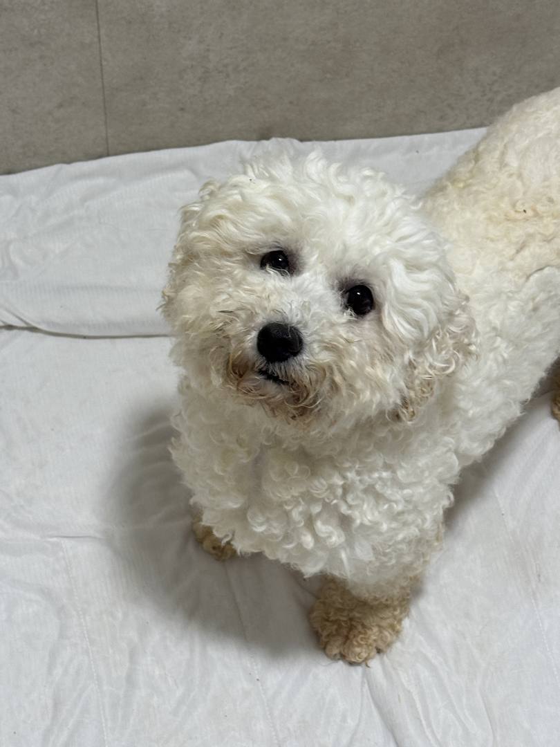똑순