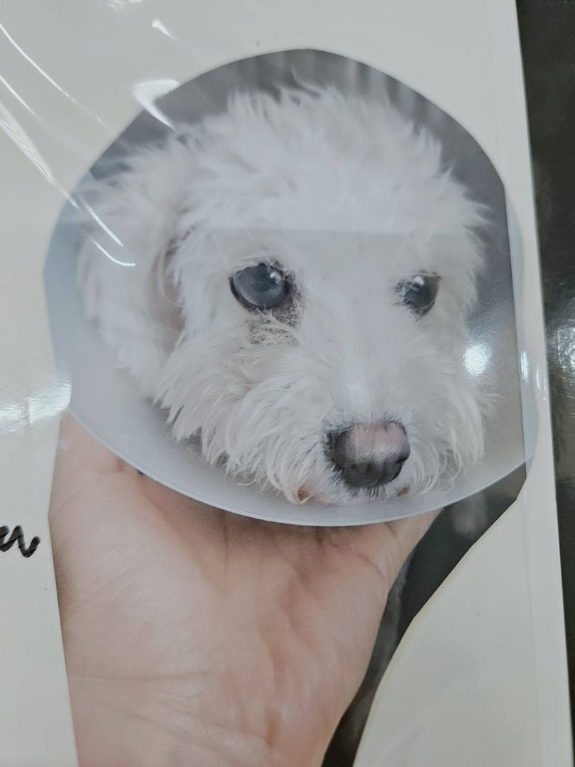 포돌