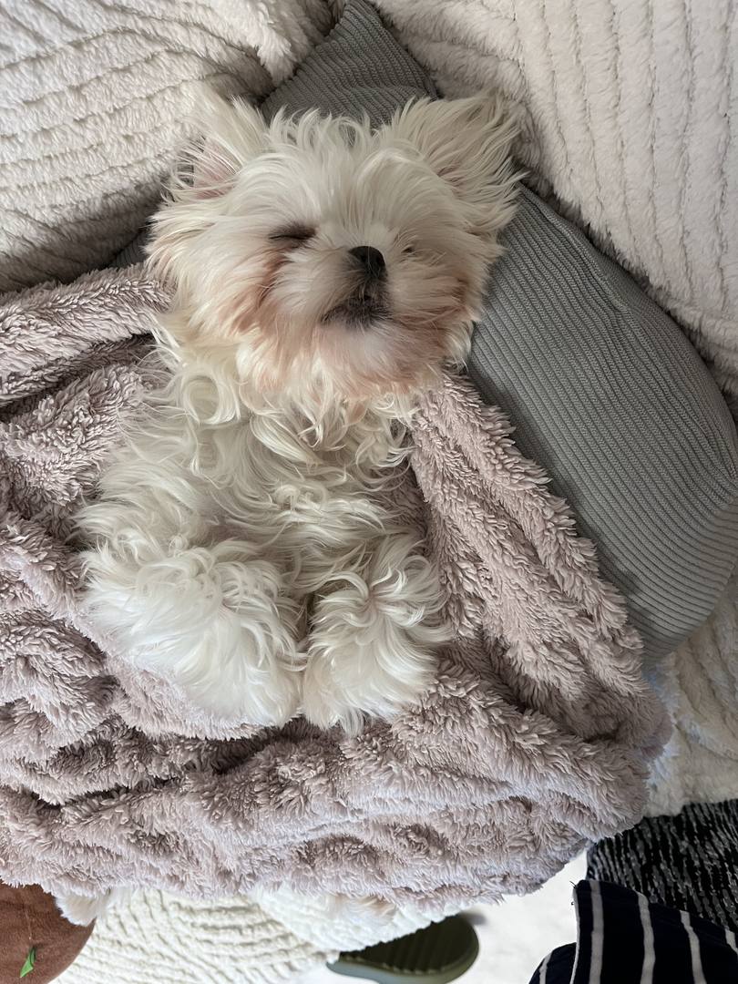 지민