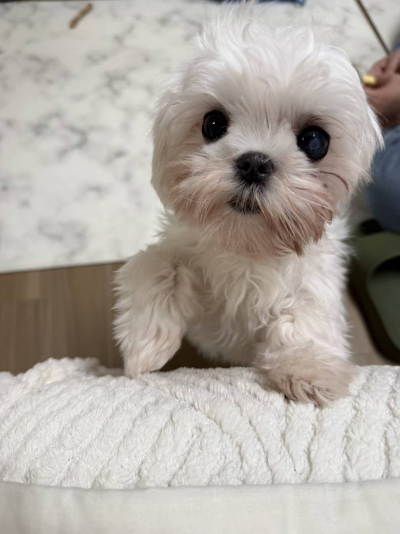 지민