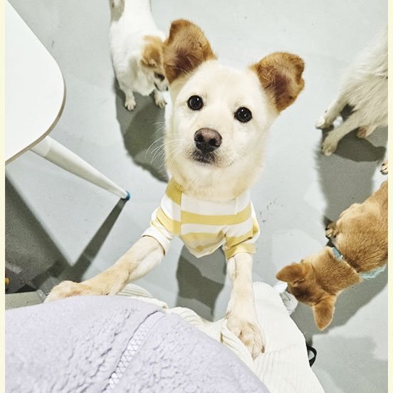 루루