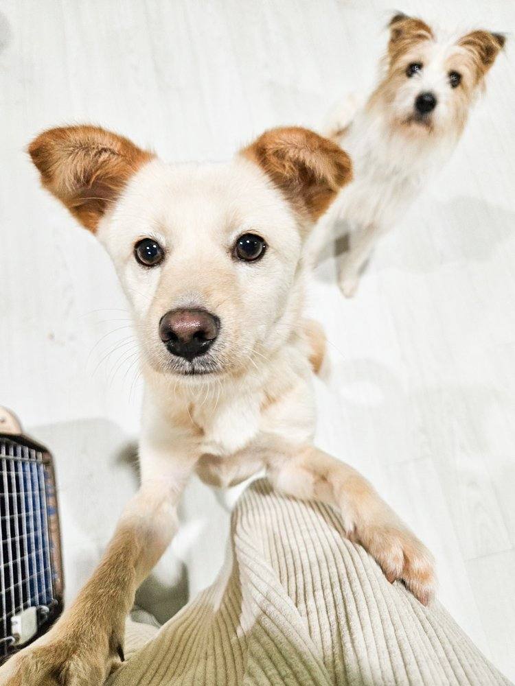 루루