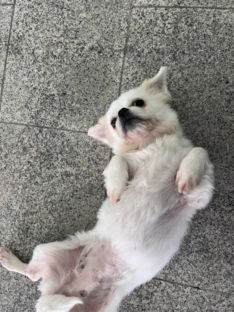 포포