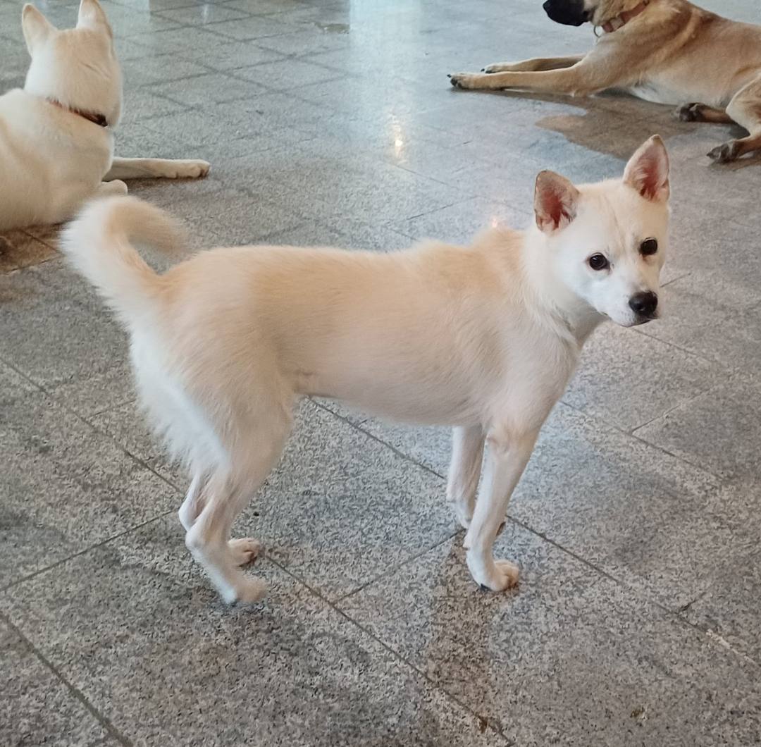 나르