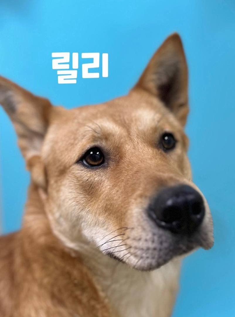 릴리
