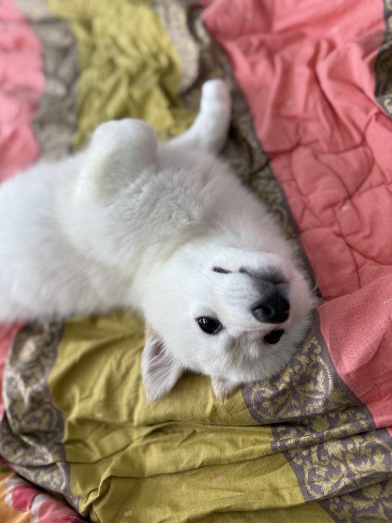 피치