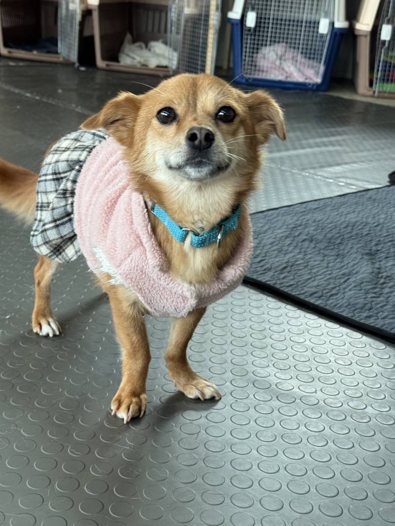 로제