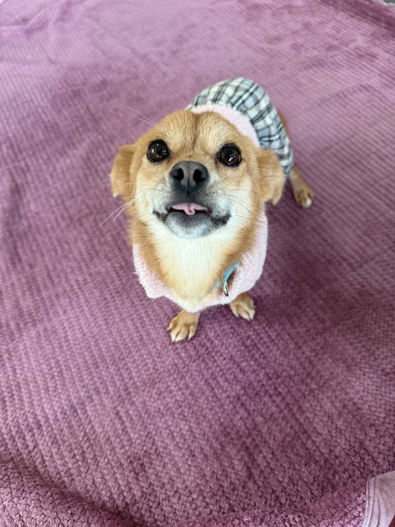로제