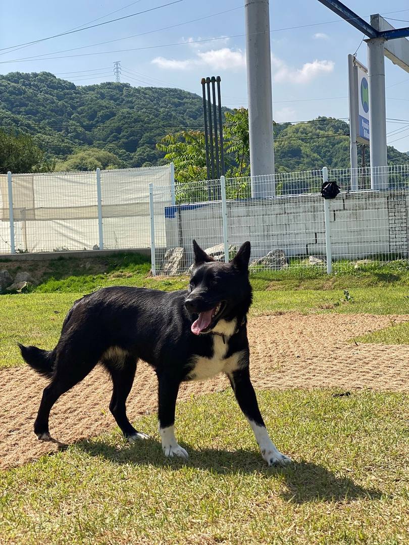 발망