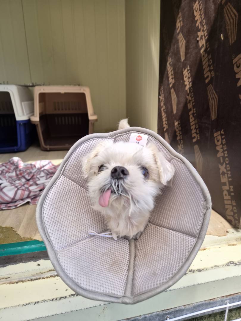광주) 코야