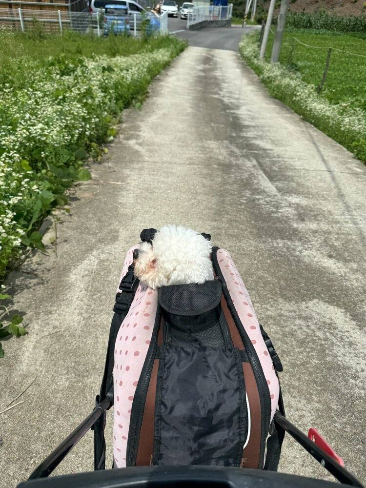 호호