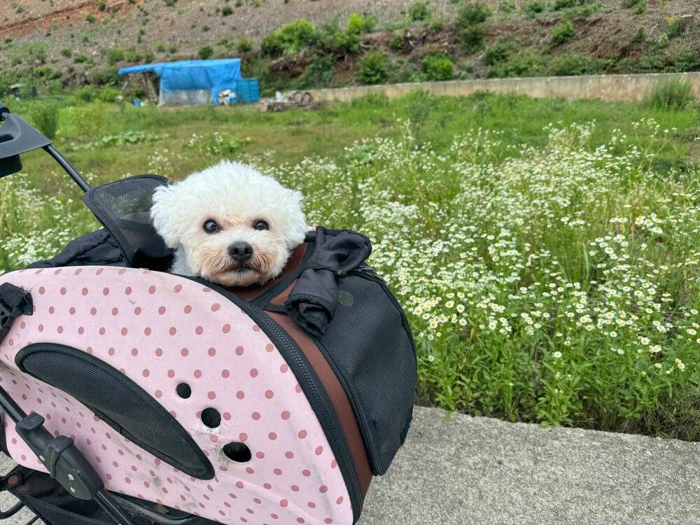 호호