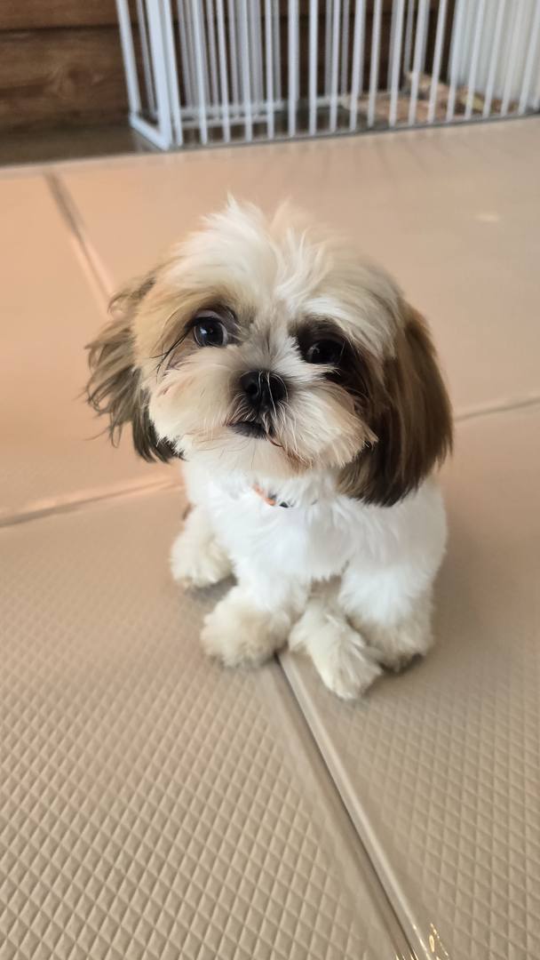 렐라