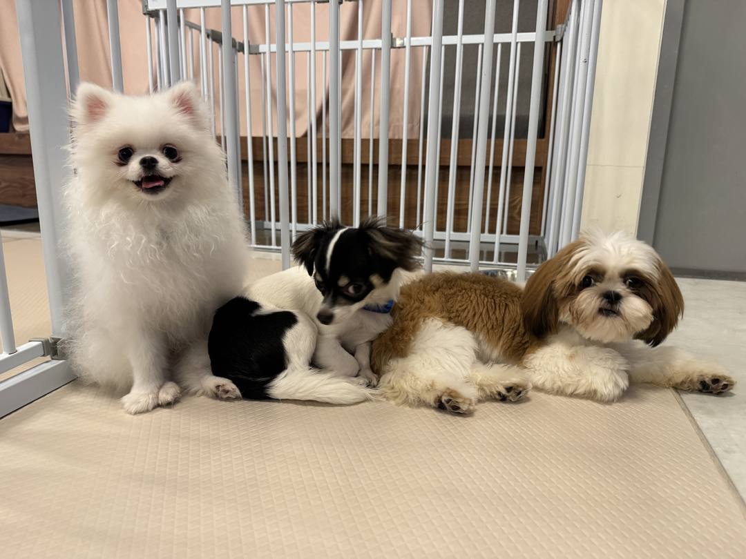 렐라