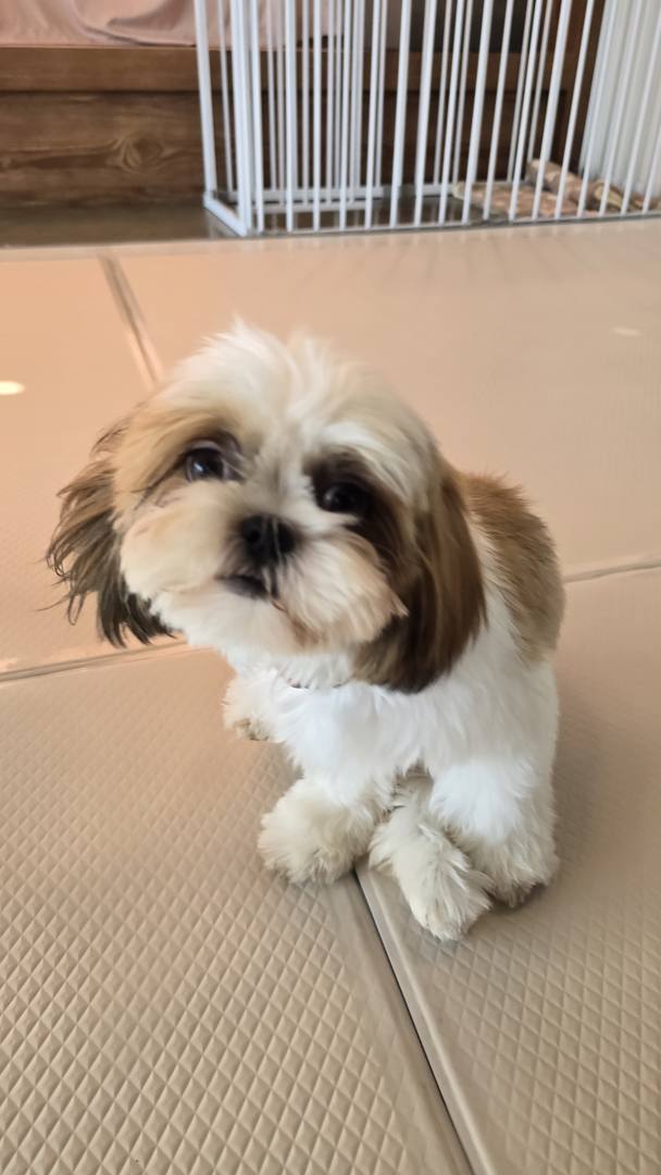 렐라