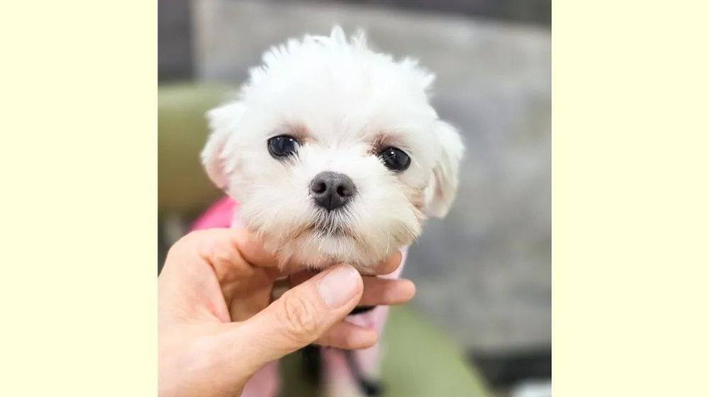 칠십