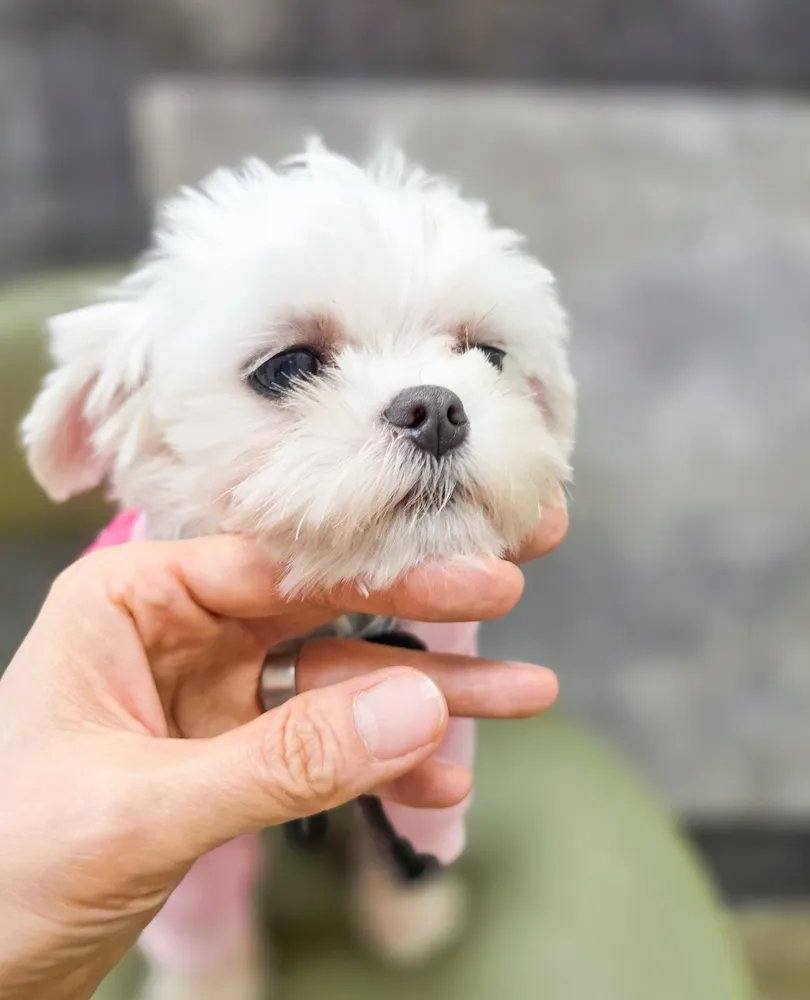 칠십