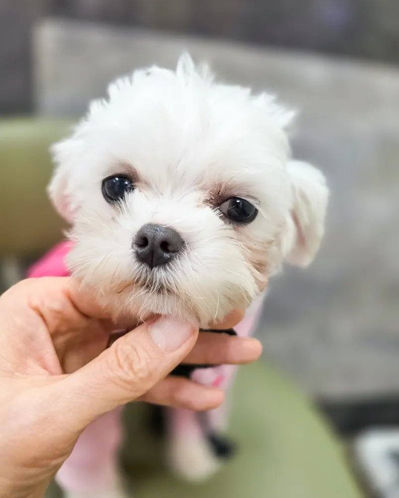 칠십
