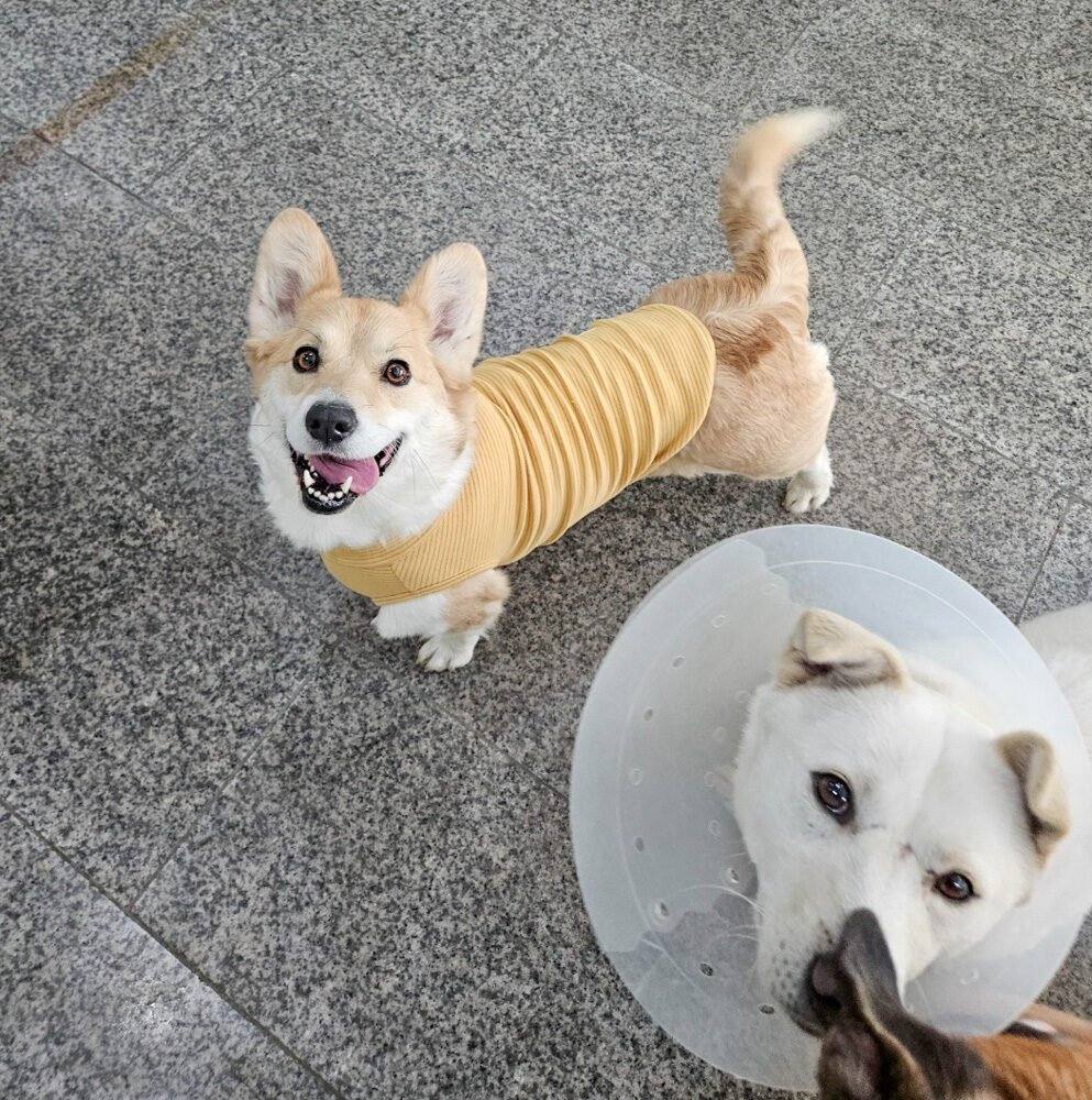 루디아