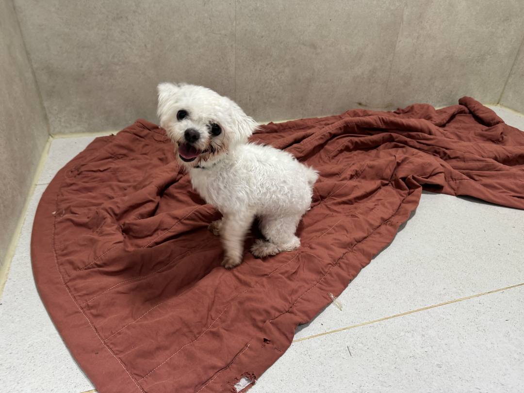 가빈