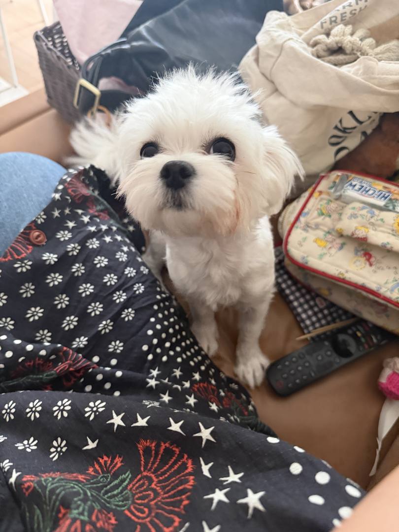 지영