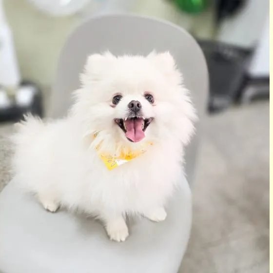 포코